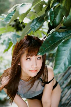 《水泄不通金银花》